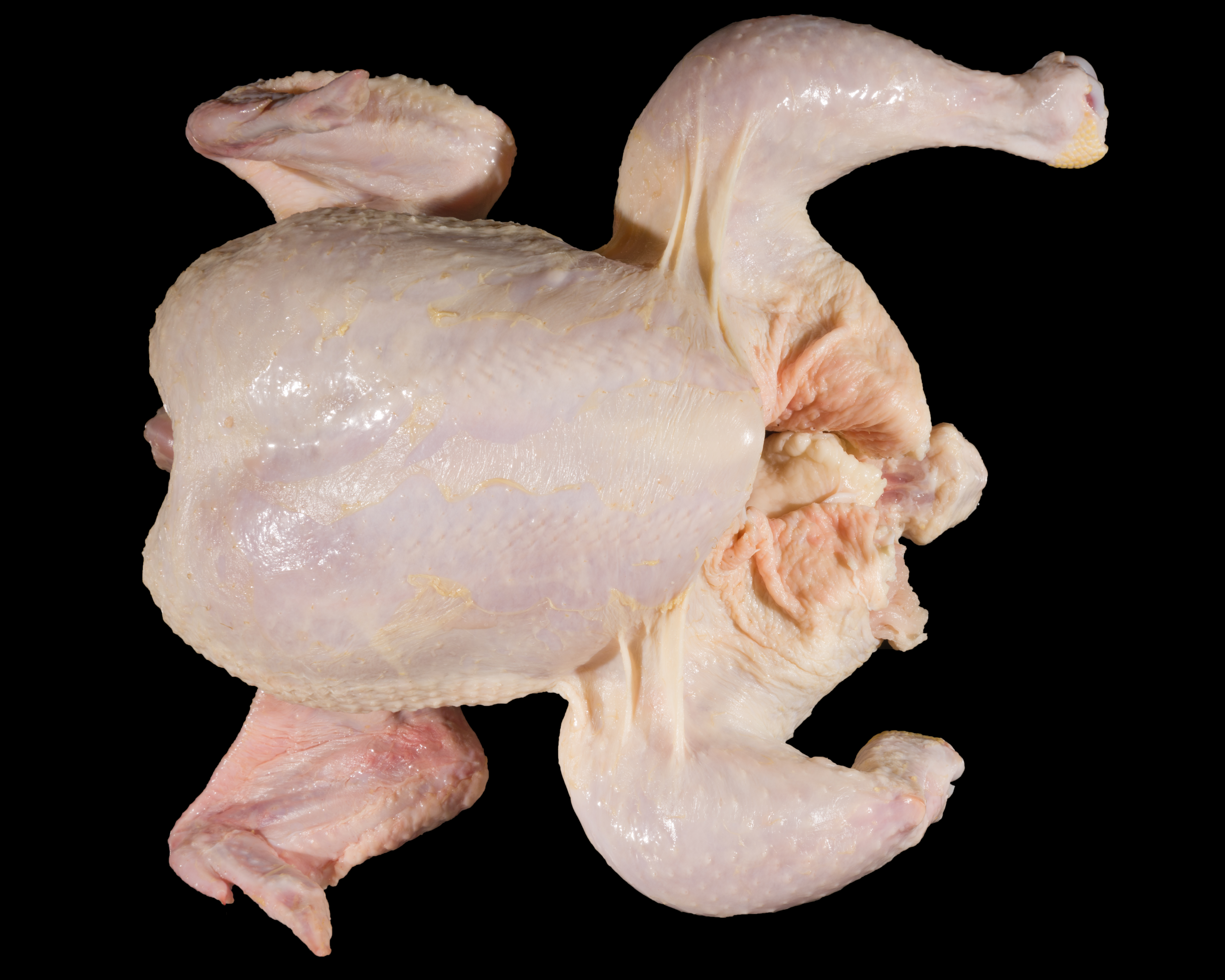 Grade B Whole Bird with One Non-Protruding Broken Bone