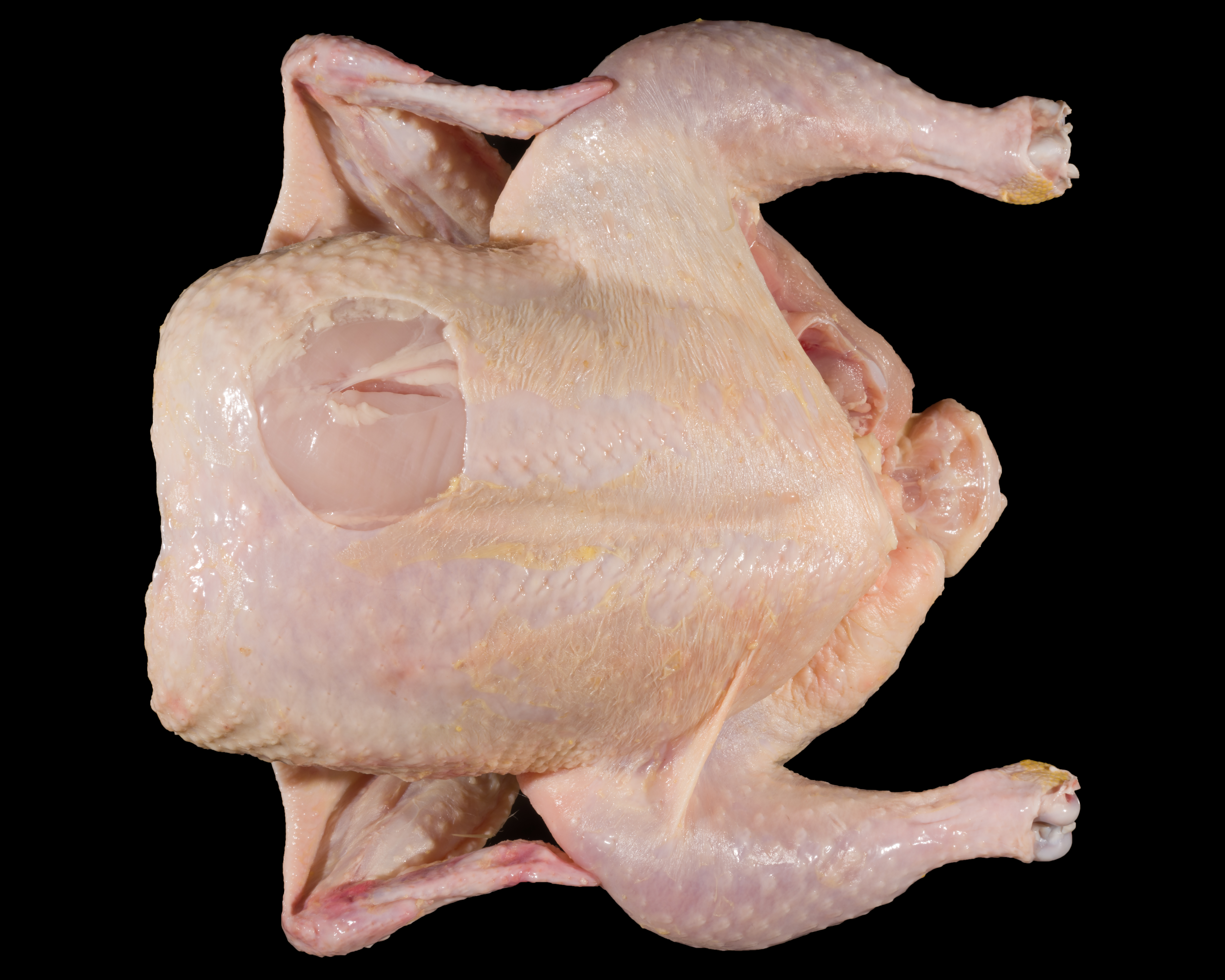 Grade B Whole Bird with Exposed Flesh on Breast