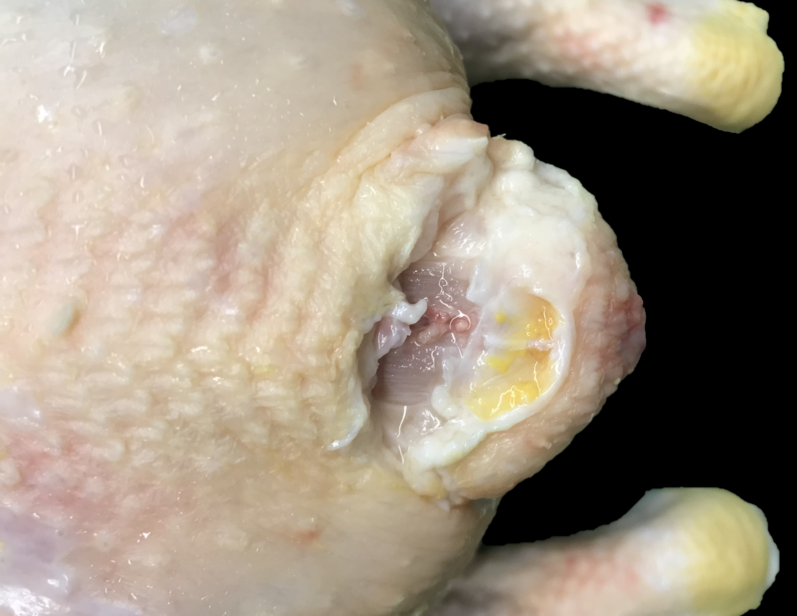 No Grade Whole Bird With Oil Gland Close Up