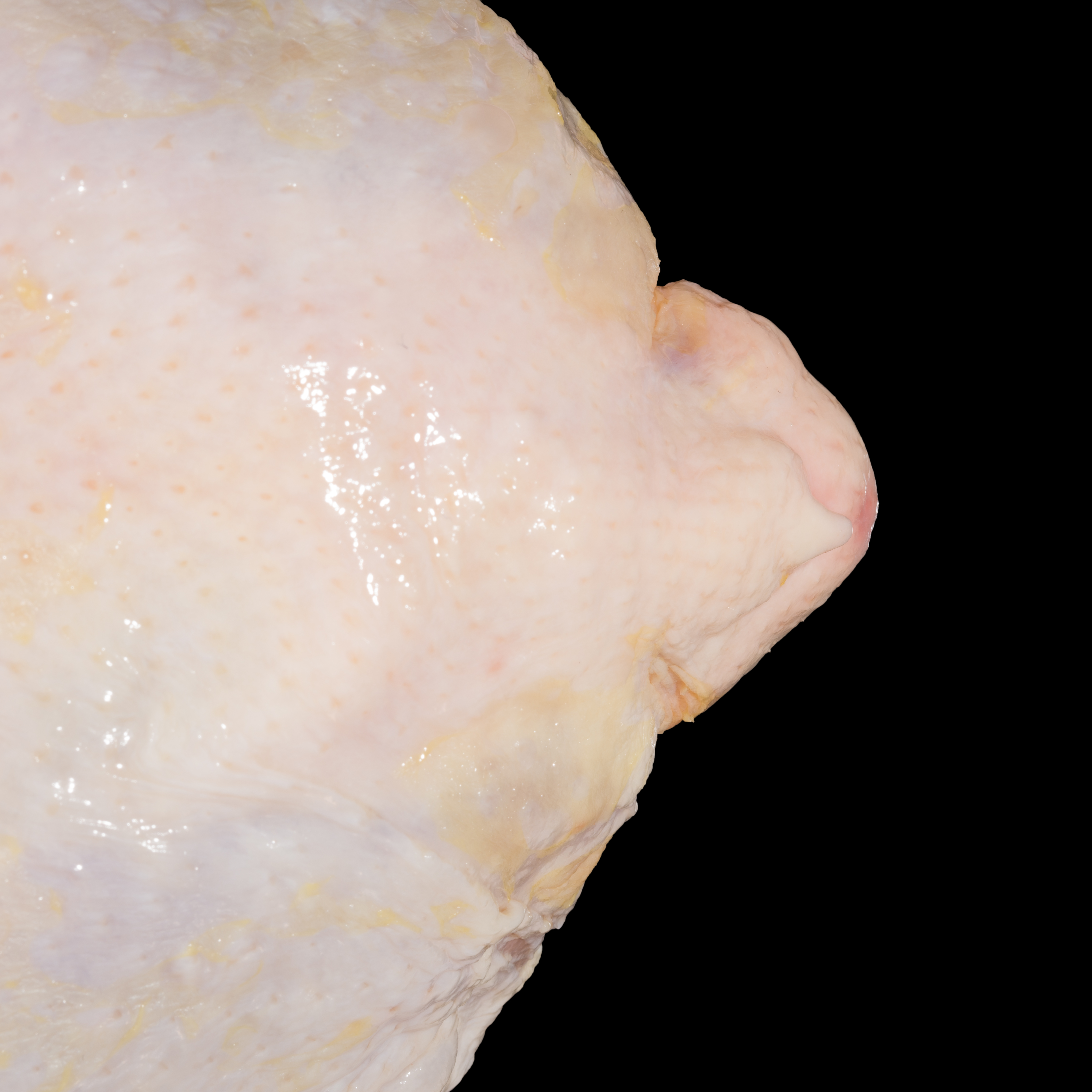 No Grade Whole Bird With Oil Gland Close Up