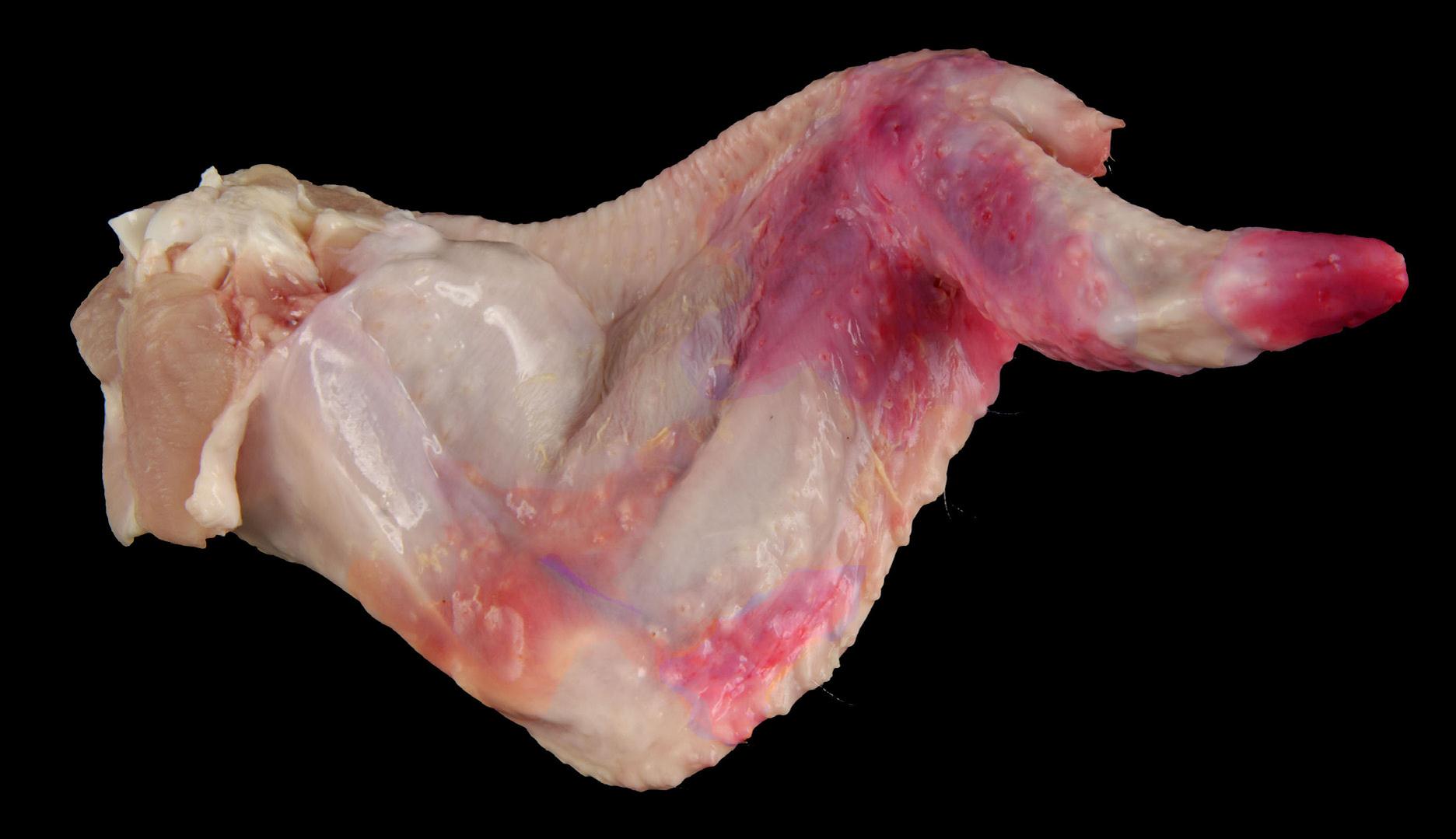 Grade C Wing with Moderate Discoloration