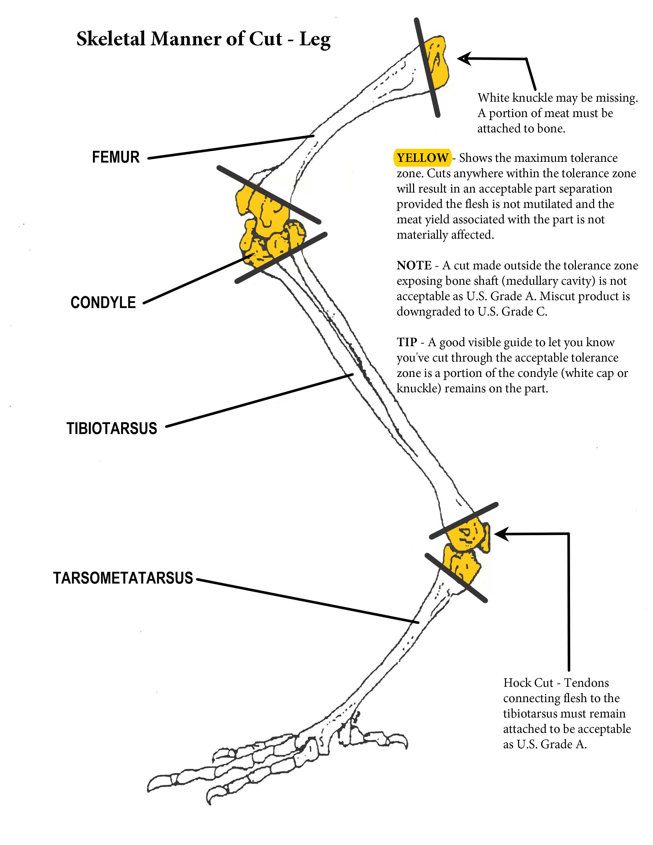 Skeletal Manner of Cut - Leg.  This image identifies the Femur, Condyle, Tibiotarsus, and Tarsometatarsus bones