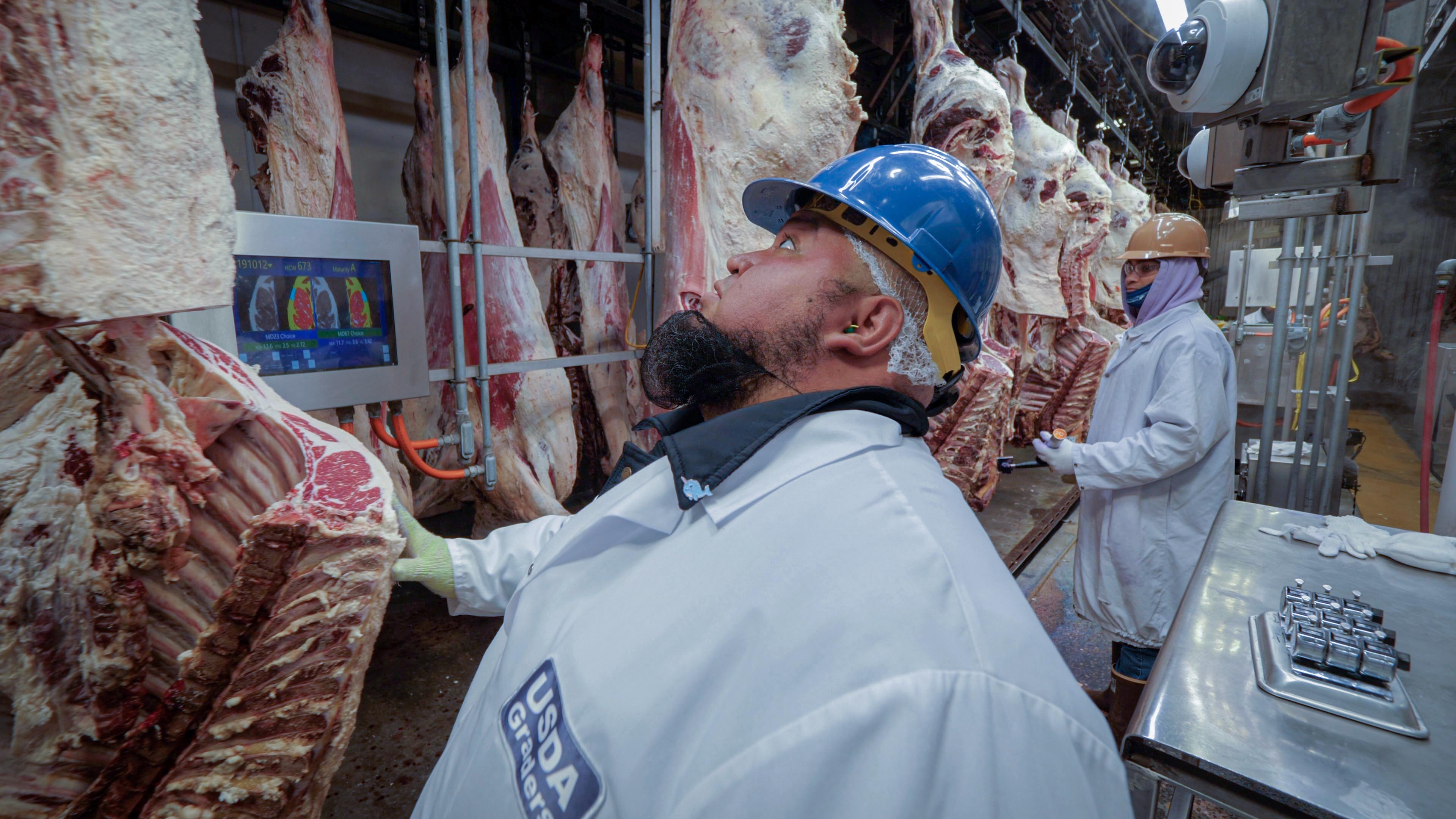 2 USDA graders working in a meat plant looking at beef carcasses