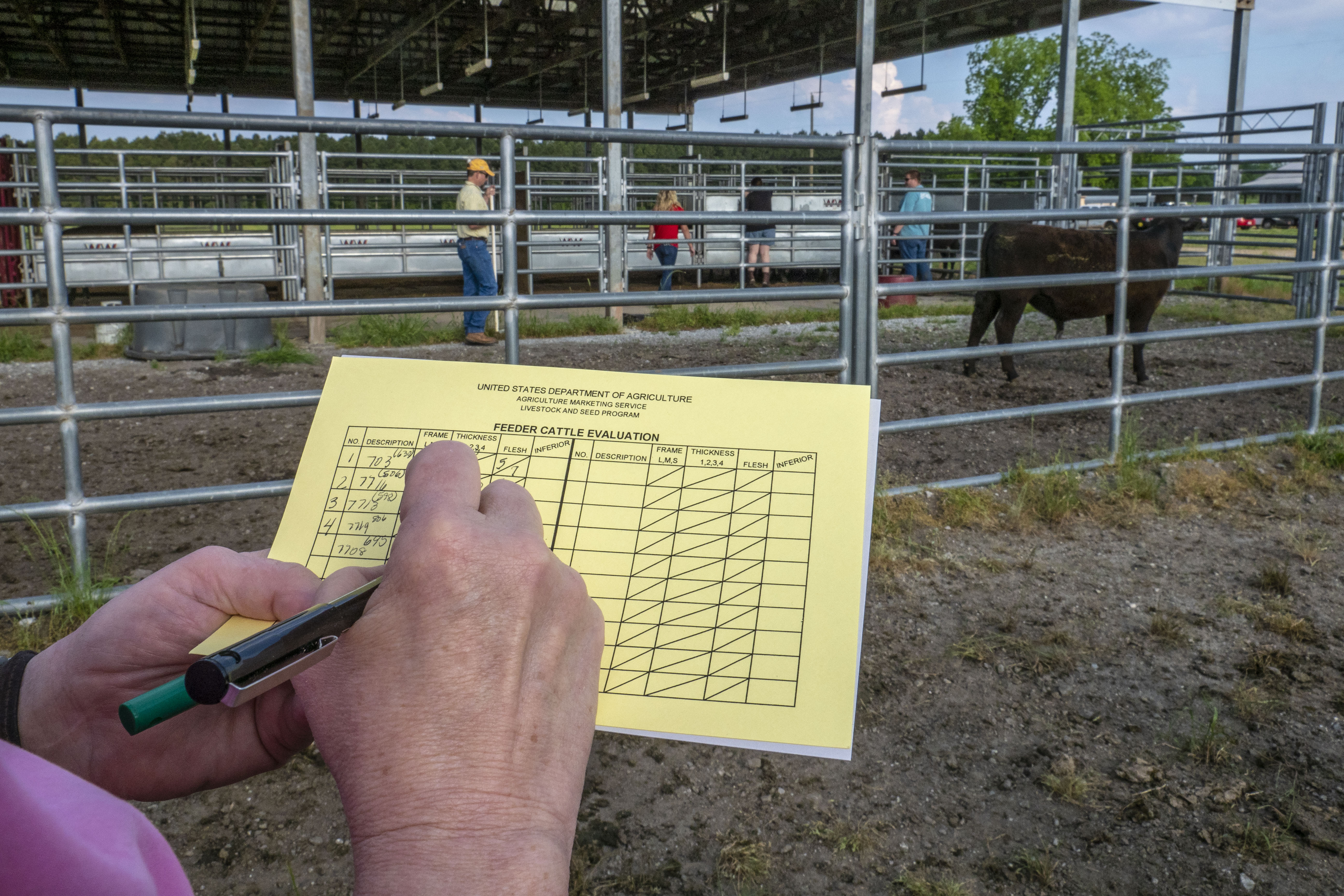 View of a yellow feeder cattle evaluation card in someone's hands