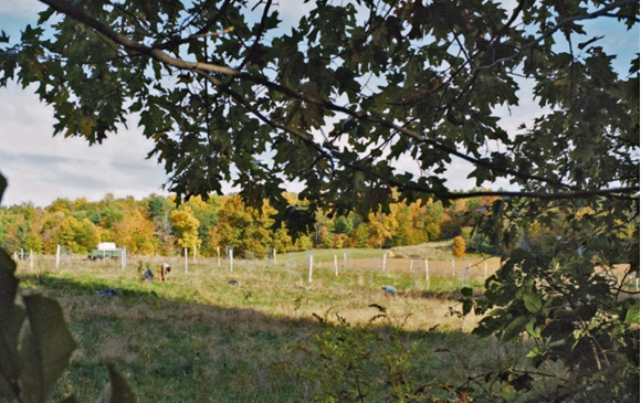 Breadtree Farms is transitioning former dairy acreage to organic chestnut production under the TOPP mentorship program.